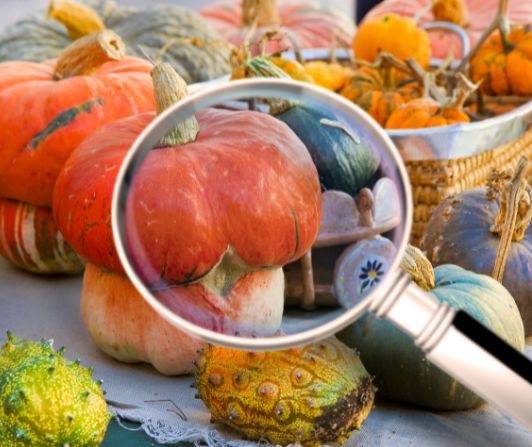 haccp